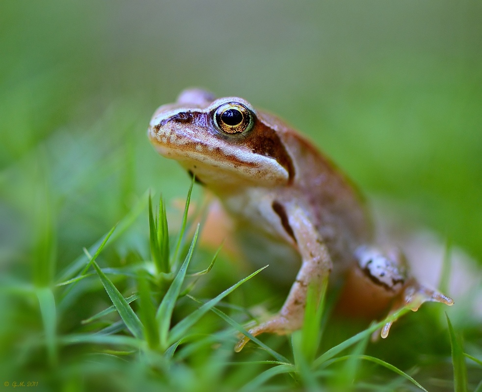 Froggi