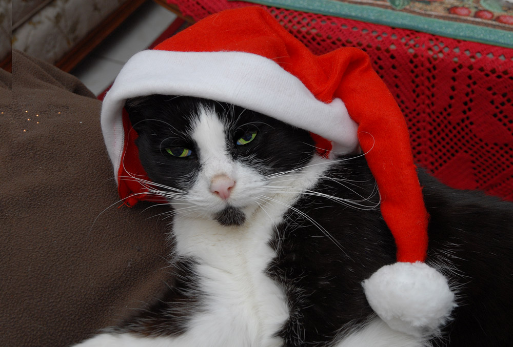 frohe weihnachten  2010