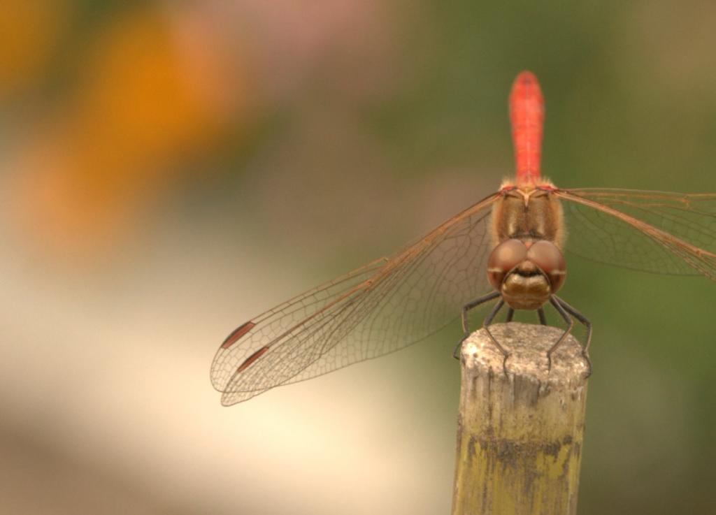 Frontal