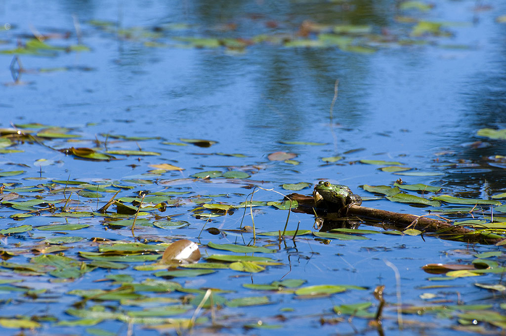 Frosch 004 30082009