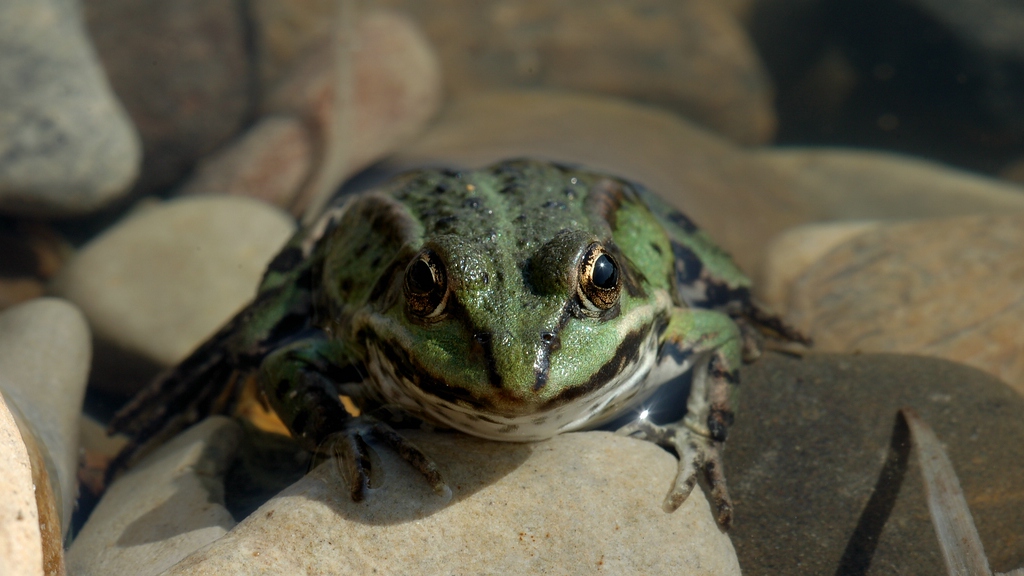 Frosch 1