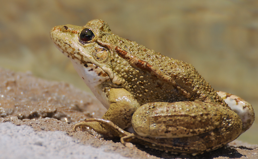 frosch 1