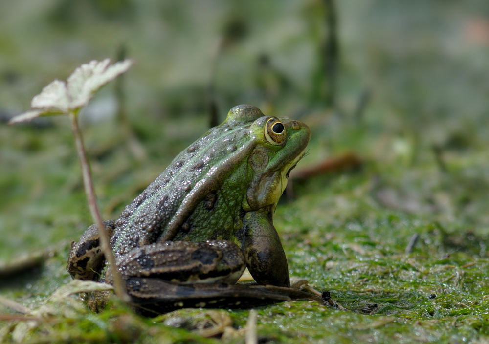 Frosch 2