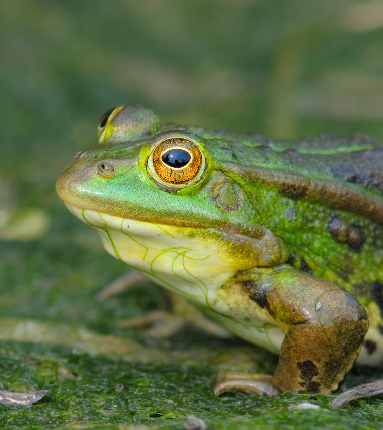 Frosch 3