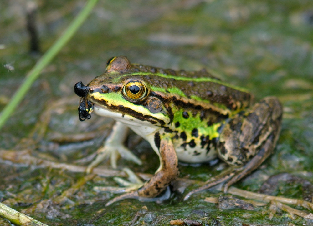 Frosch 5