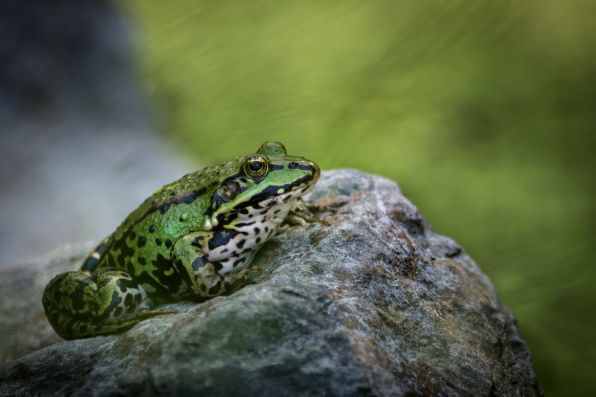 Frosch am Kanal