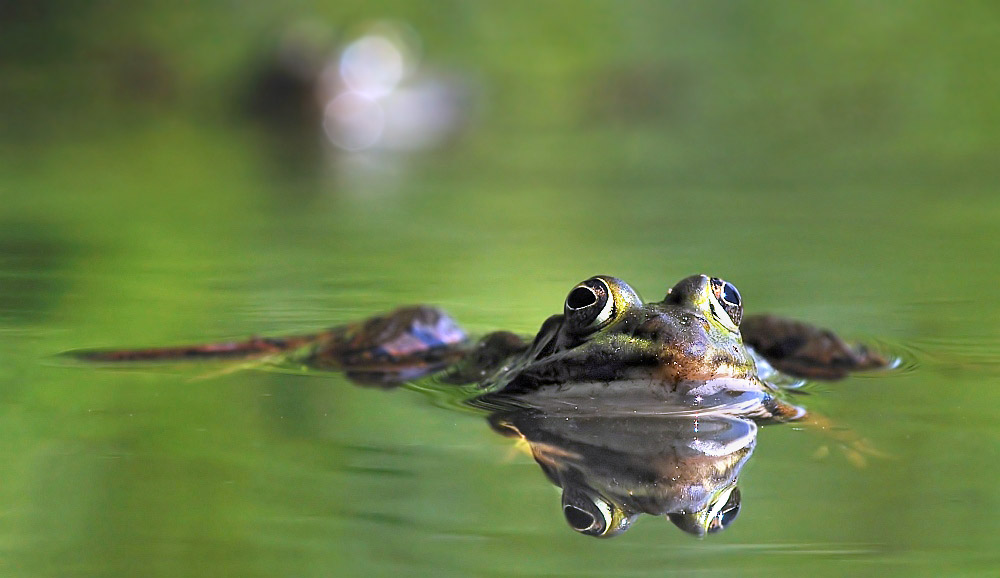 Frosch bearbeitet zu Thread:
http://www.nikon-fotografie.de/vbulletin/naturfotografie-einsteiger/165404-froschportrait.html