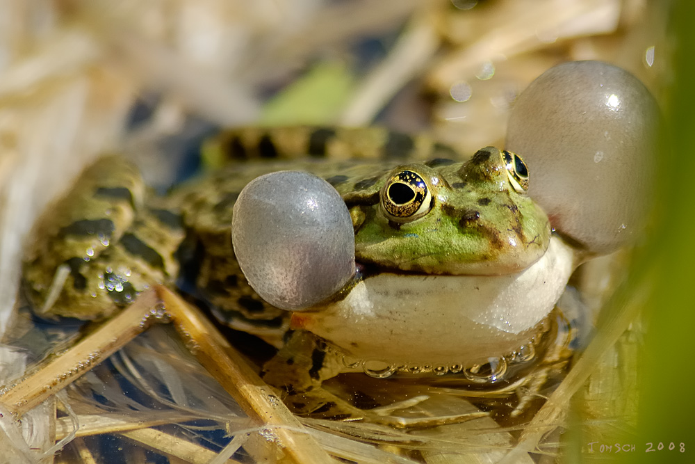 Frosch, Botanischer Garten in München