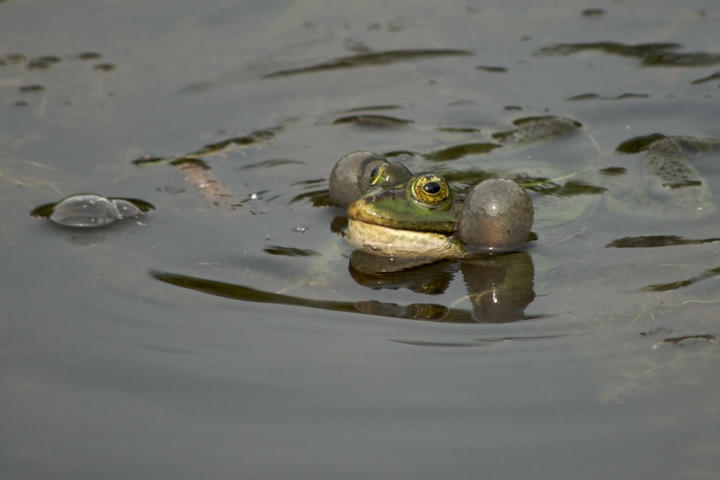 Frosch in der Gruga