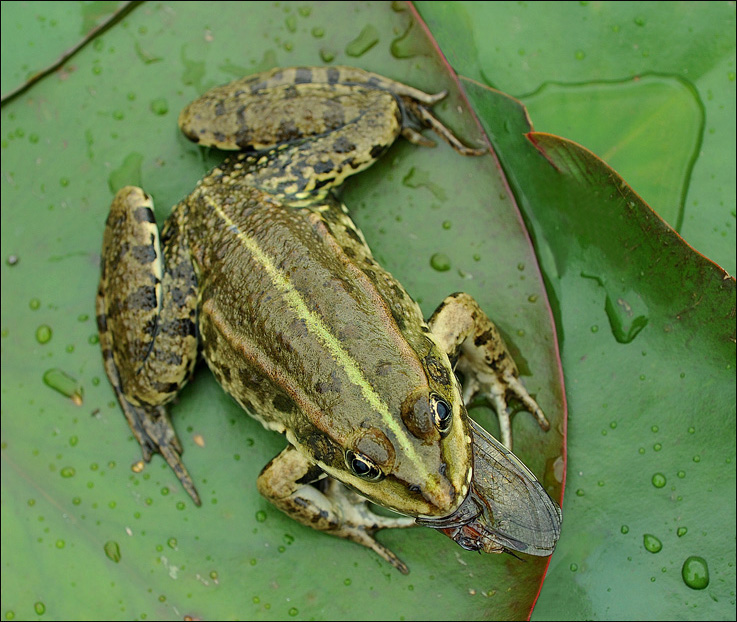 frosch libelle