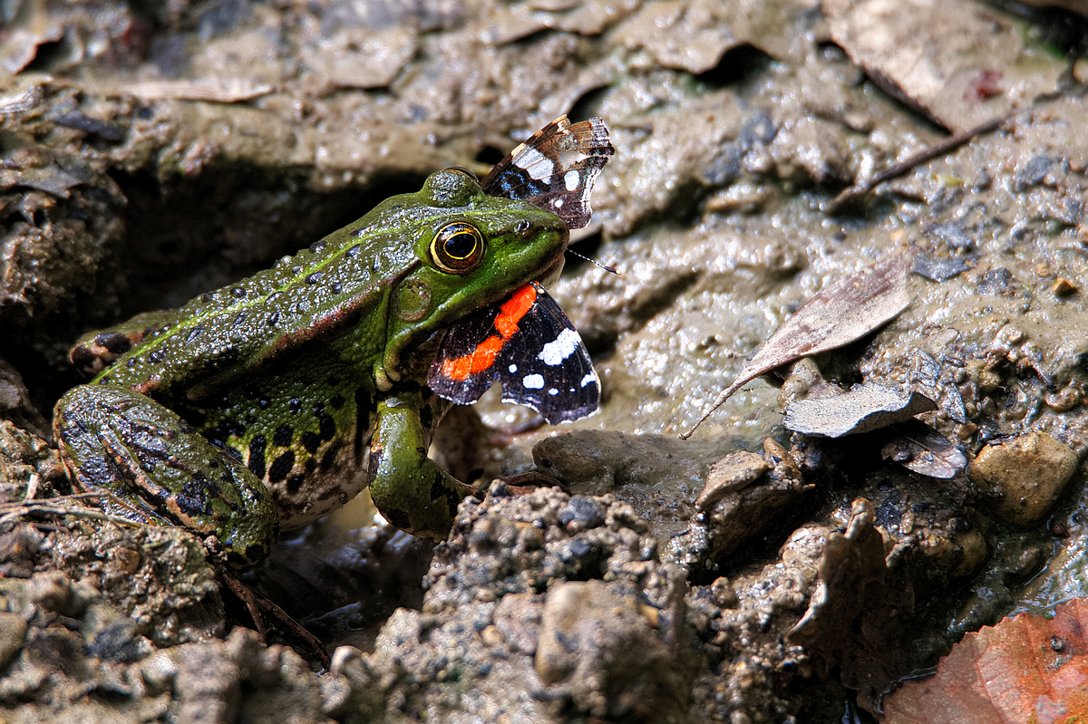 Frosch mit Frühstück