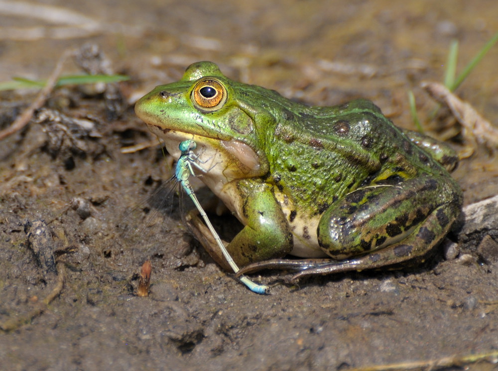 Frosch mit Libelle