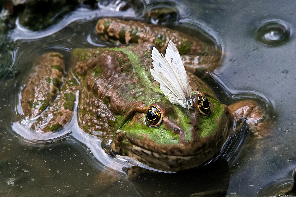 Frosch mit Passagier