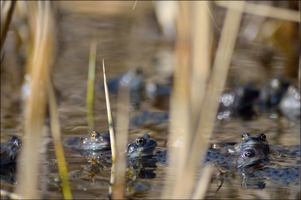 Frosch PZ16961