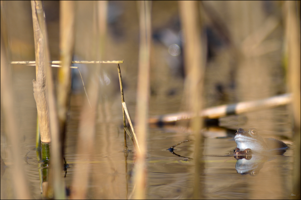 Frosch PZ16976