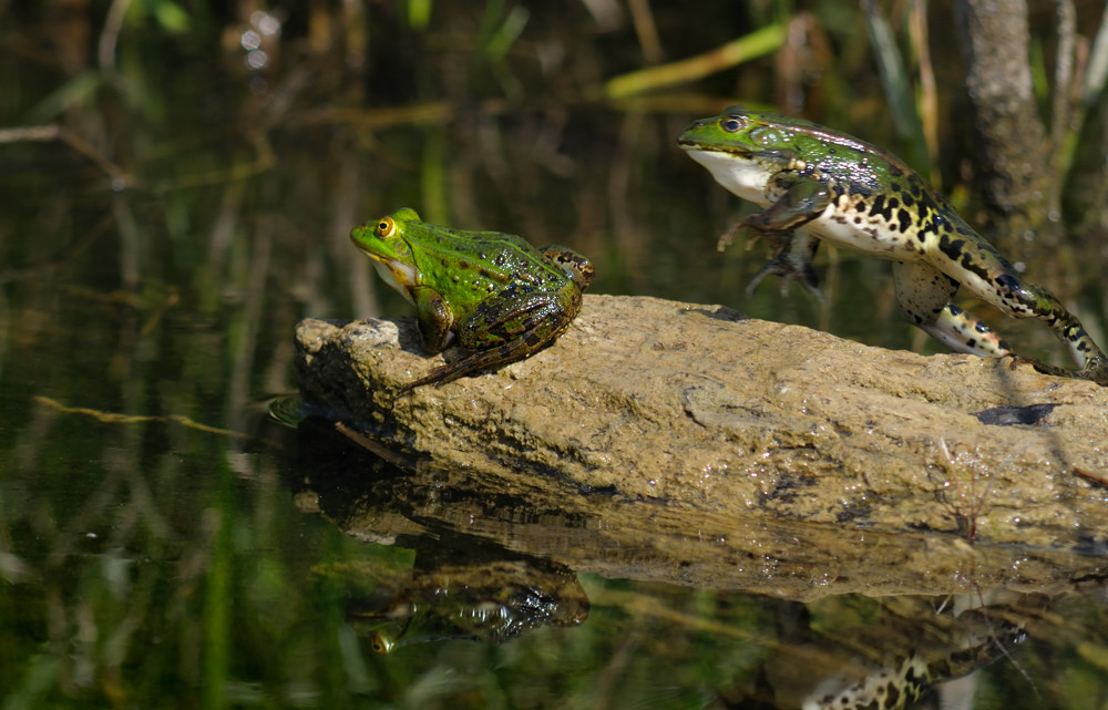 Frosch und Weibchen