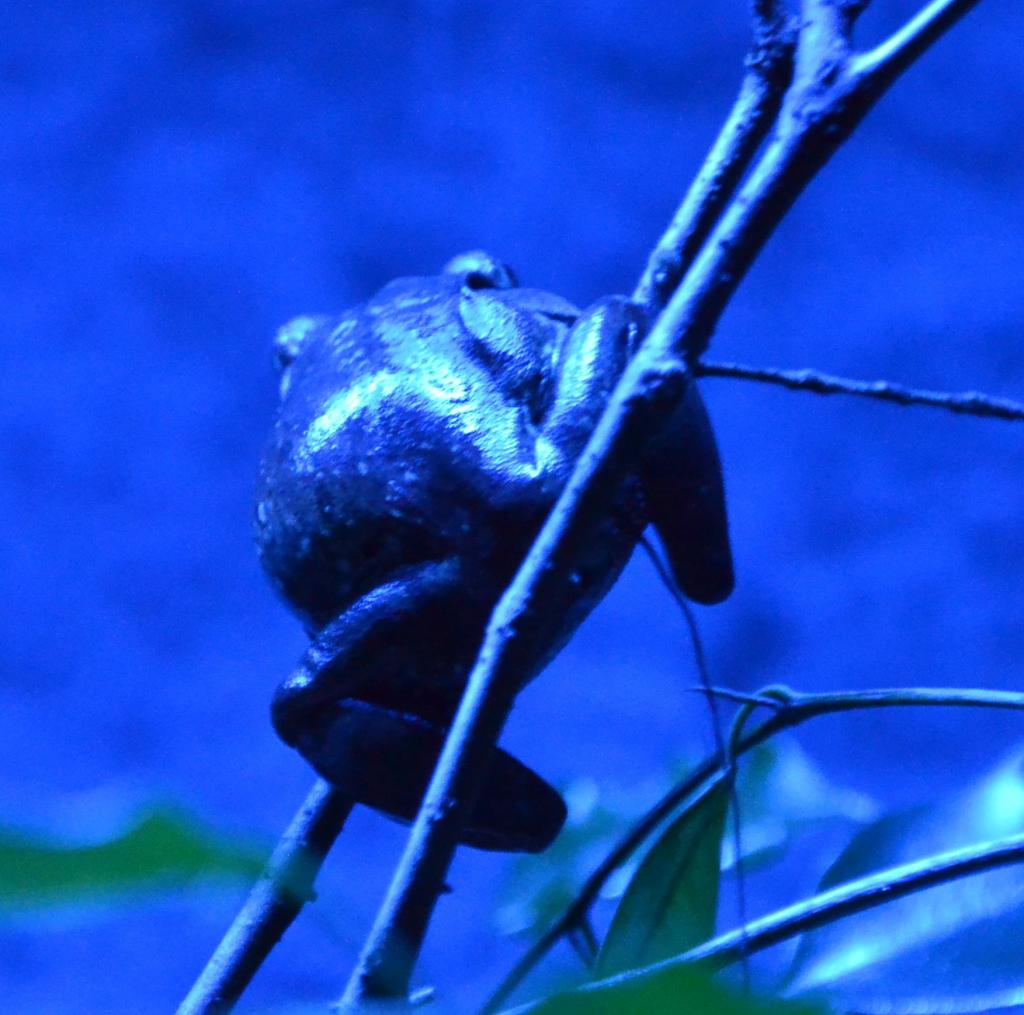 Frosch