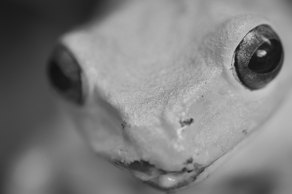 Frosch
