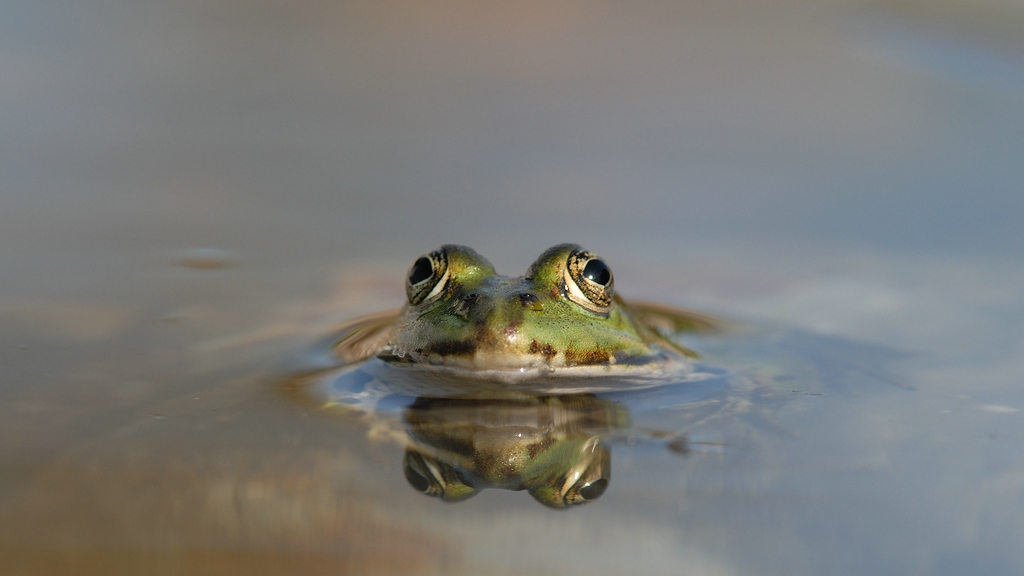 Frosch