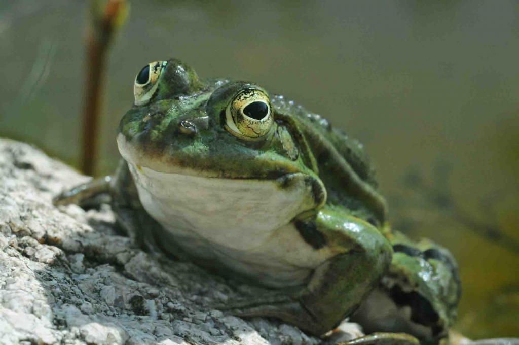 Frosch