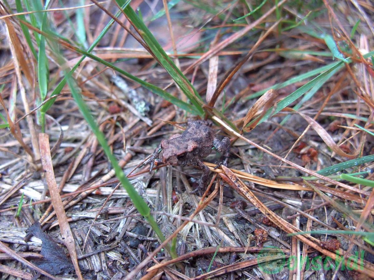 Frosch