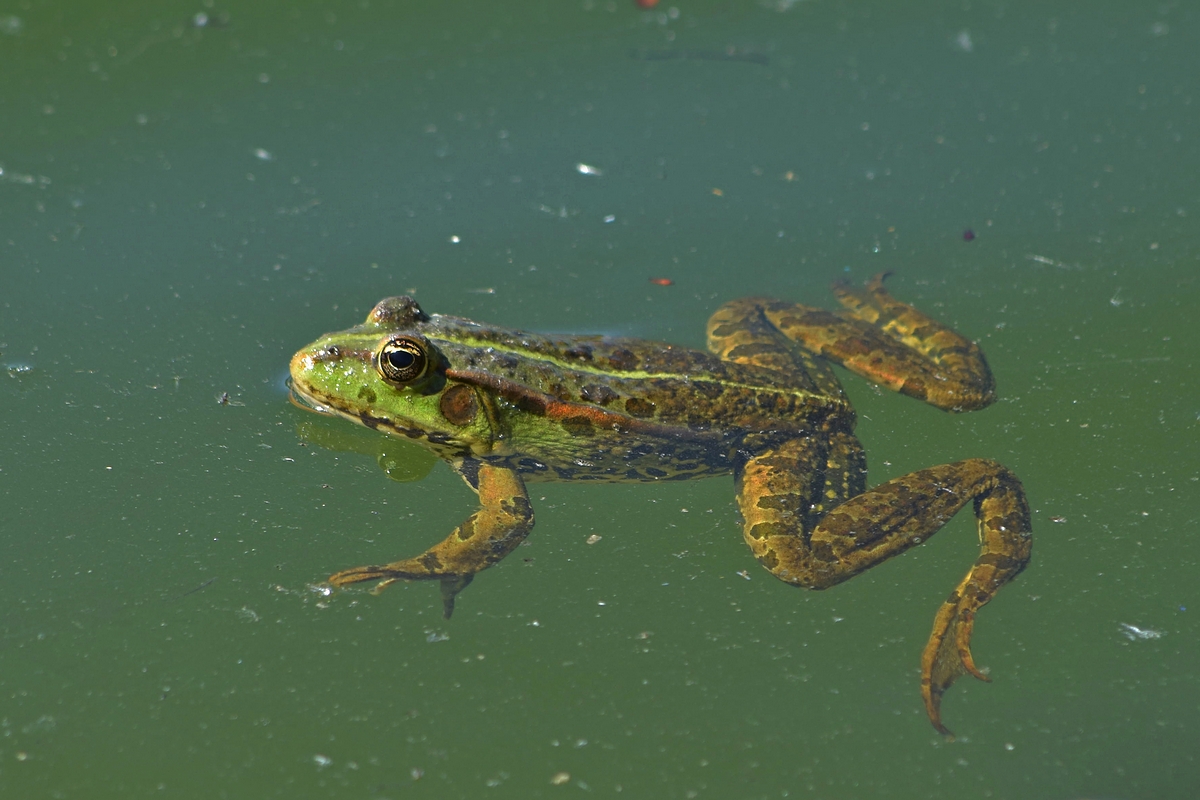 Frosch