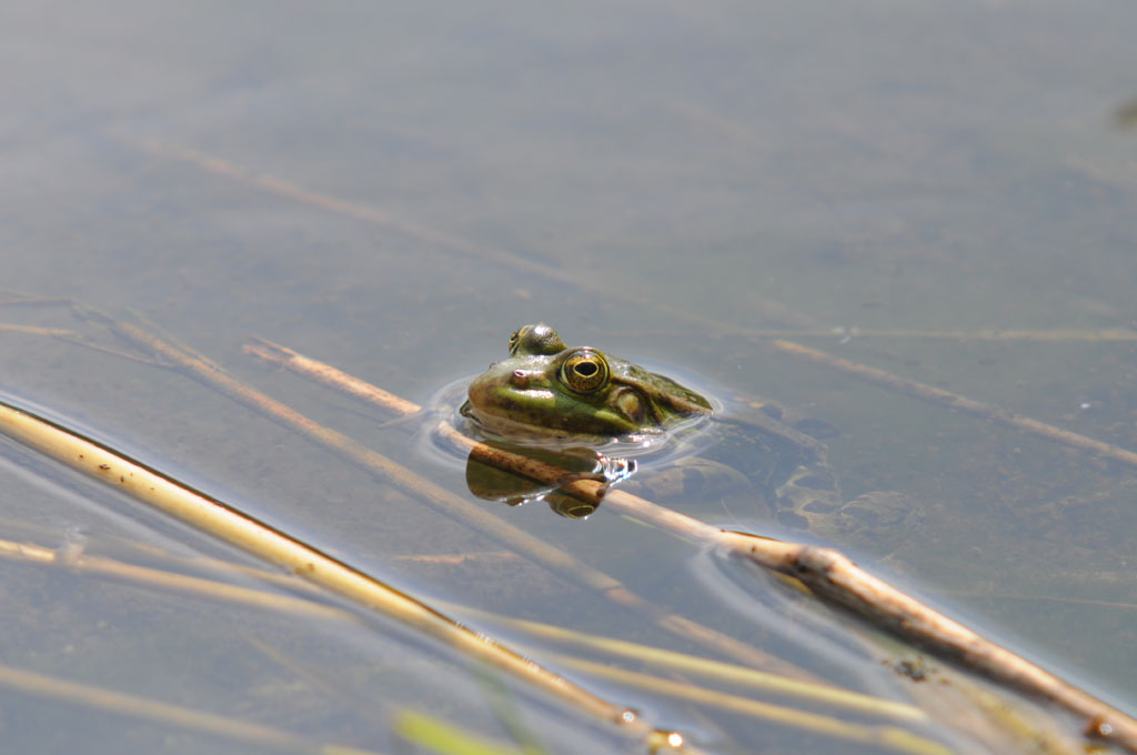 Frosch