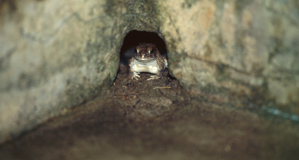 Frosch