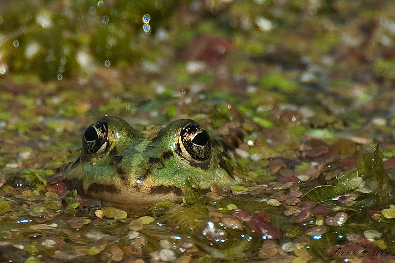 frosch