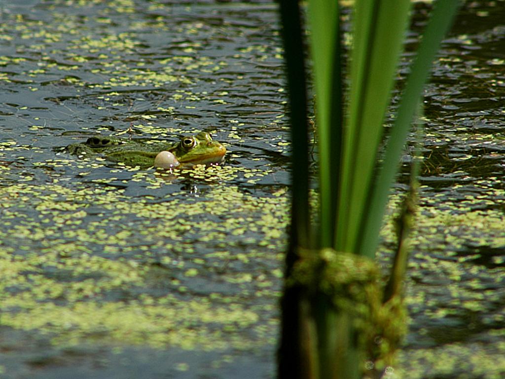 Frosch