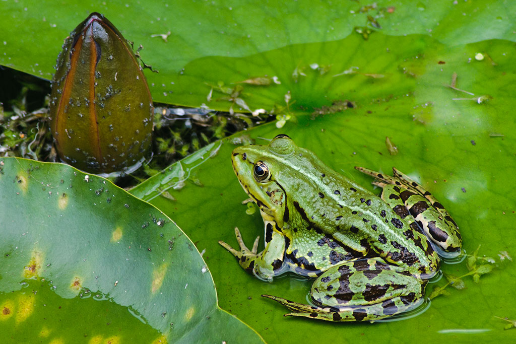 Frosch