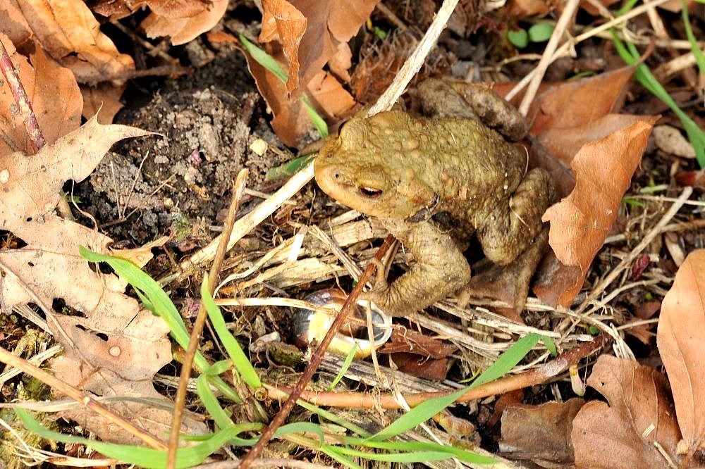 Frosch01