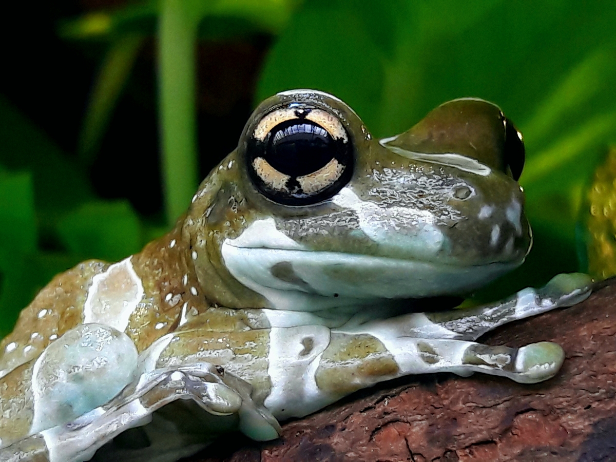 fROSCH1.jpg