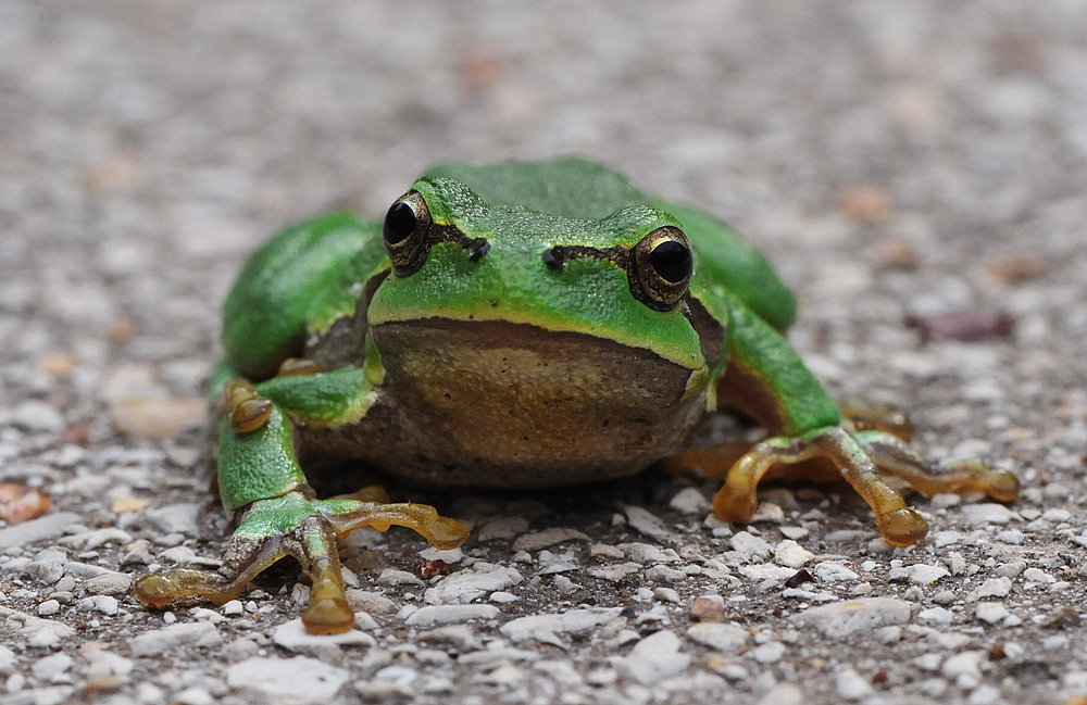 frosch1