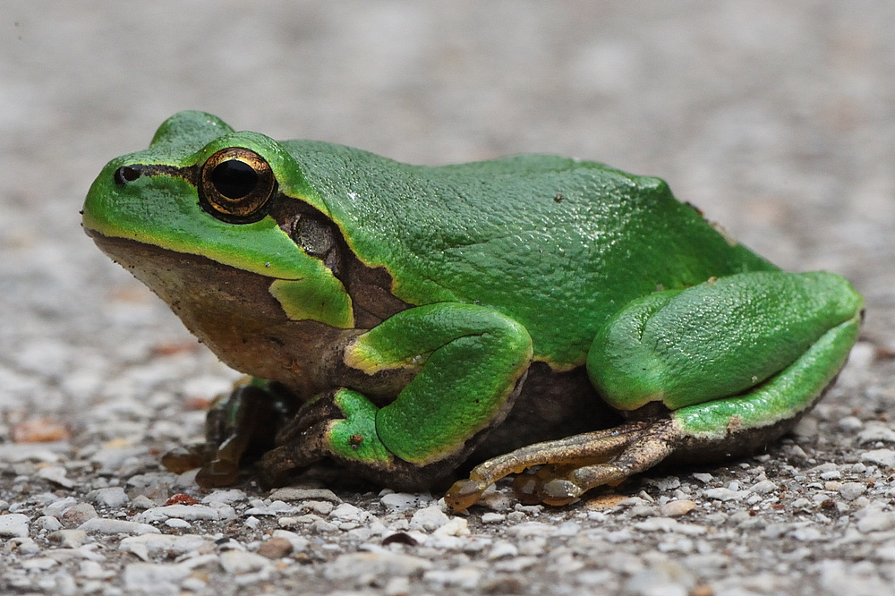 frosch2