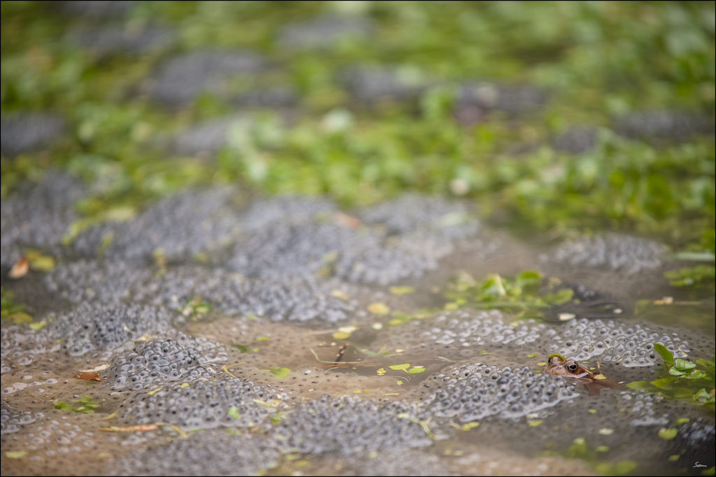 Frosch2DSC 9976