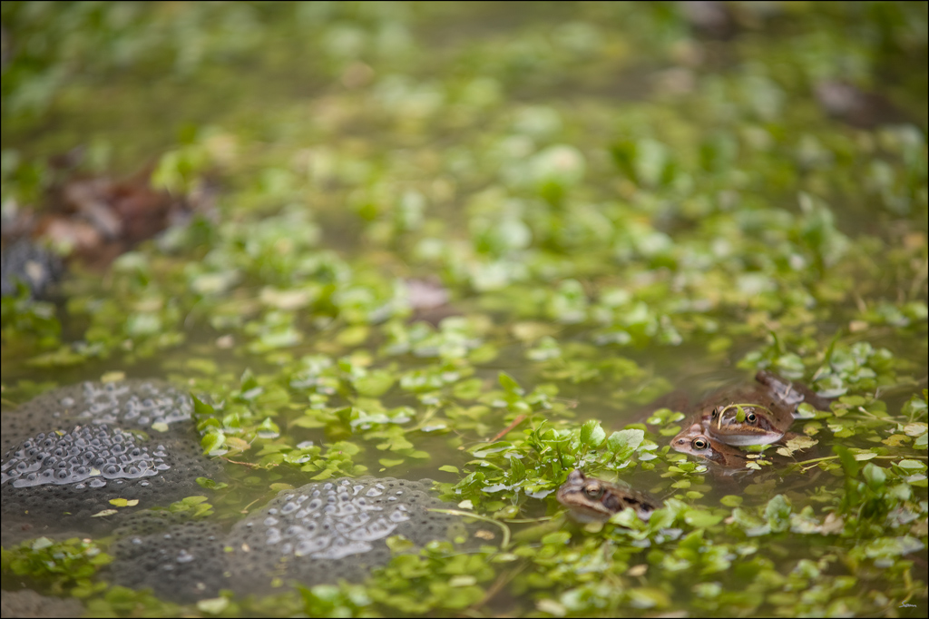 Frosch2DSC 9978