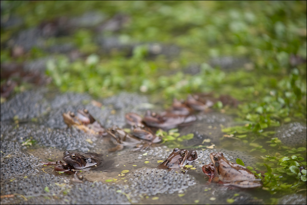 Frosch2DSC 9980