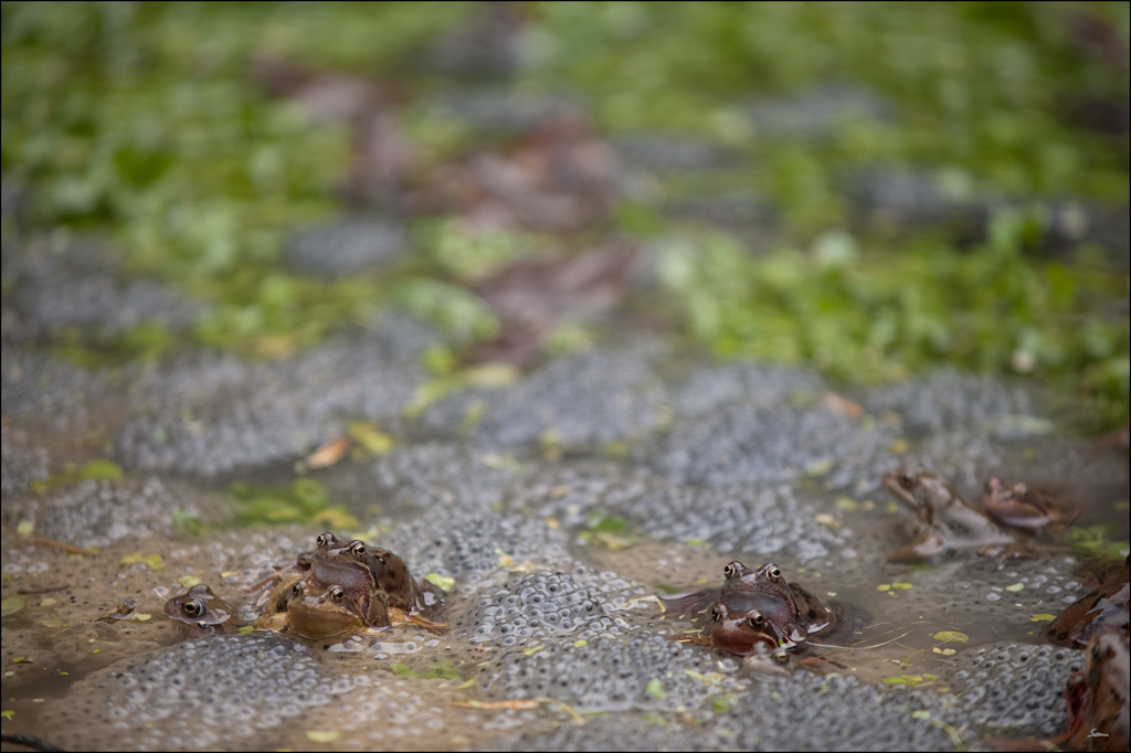 Frosch2DSC 9982