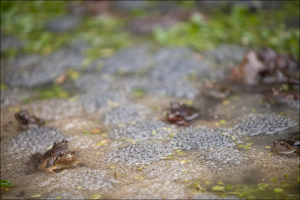 Frosch2DSC 9984