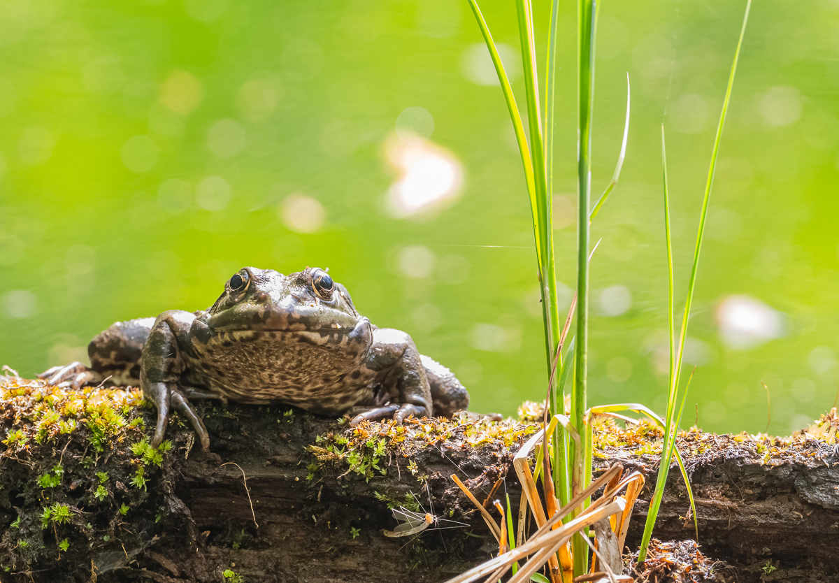 Frosch2Unbekannt.jpg