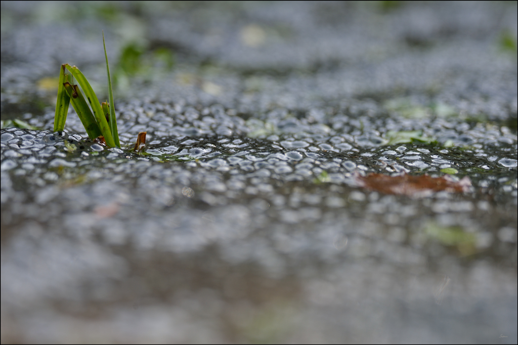 Frosch3 PZ17030
