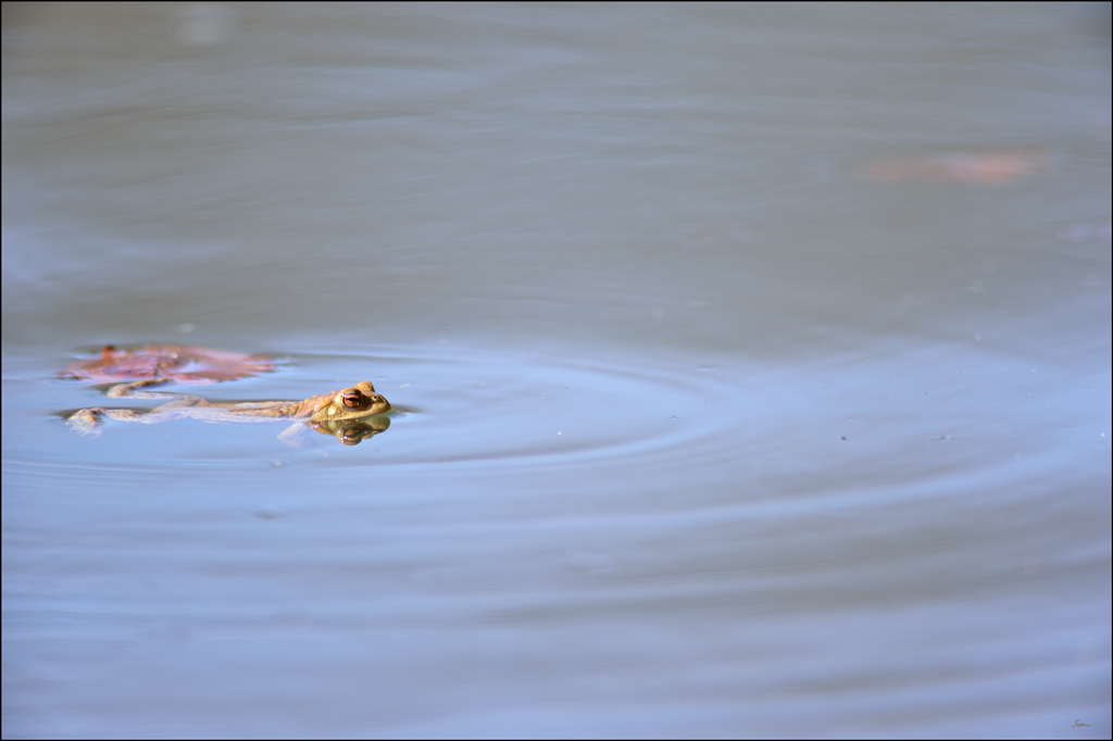 Frosch4 PZ17054