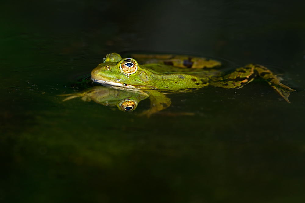 Frosch4170