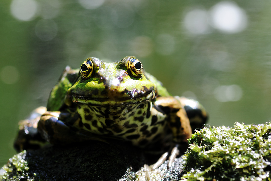 FroschBAA 2802