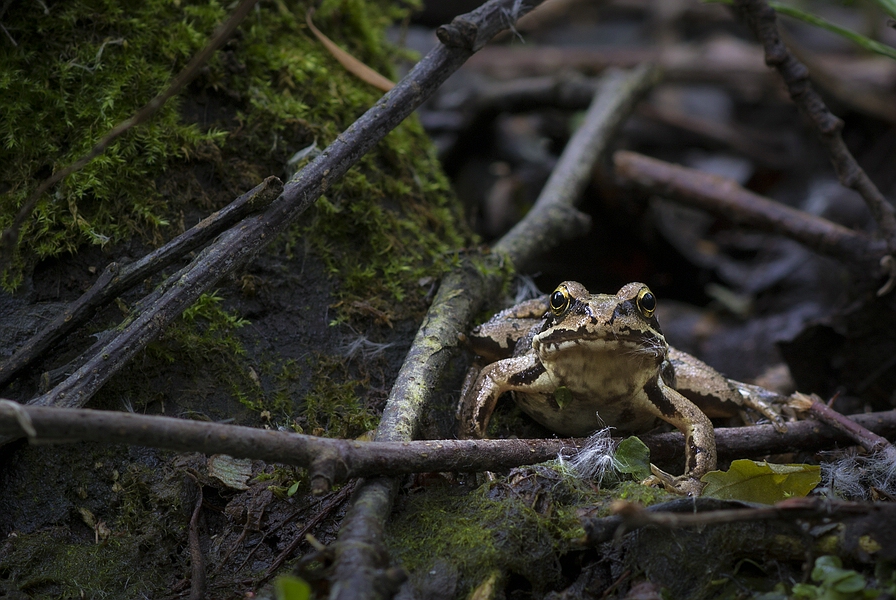 Froschblick V1