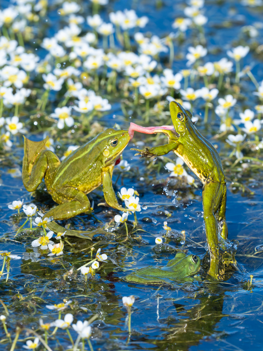 Froschbussi.jpg
