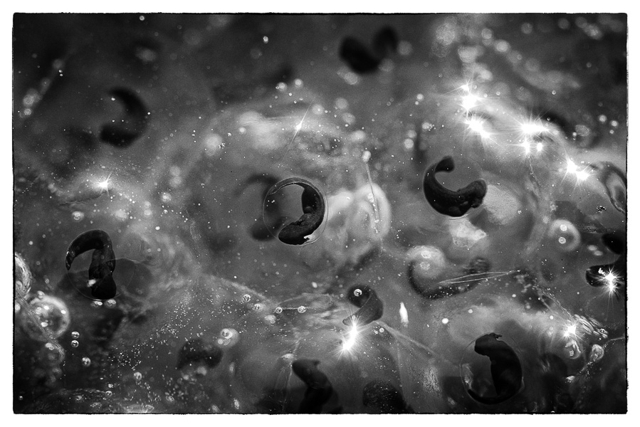 Froschlaich im Gartenteich, 2012