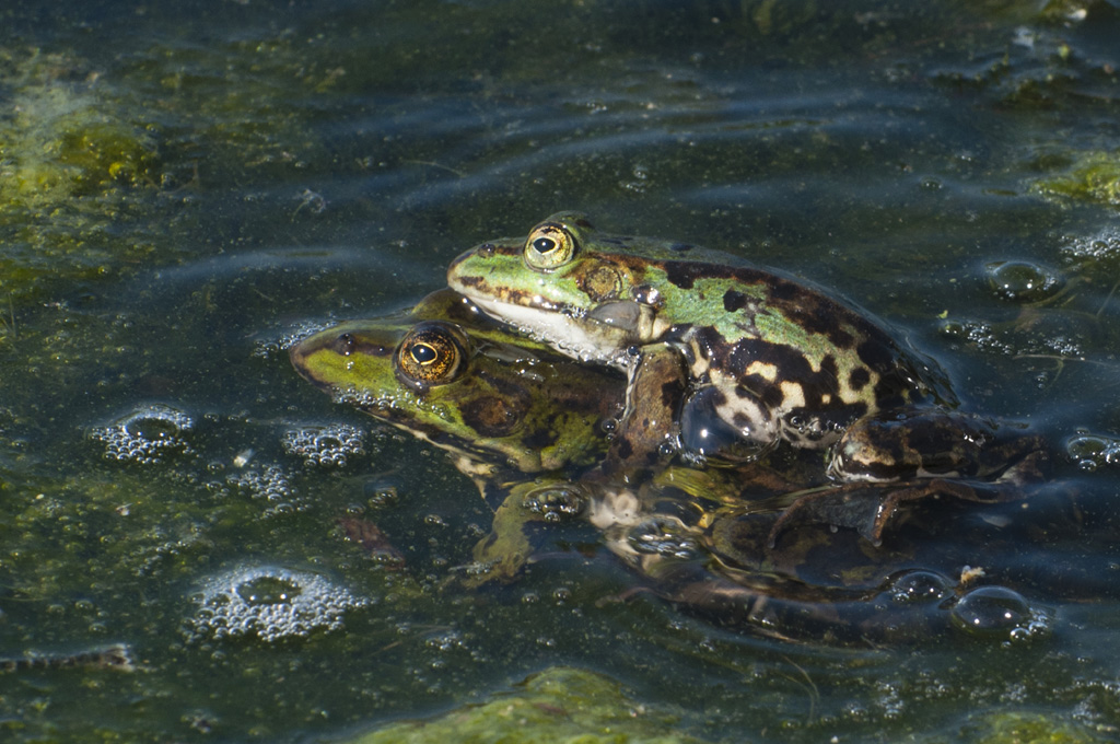 Froschliebe