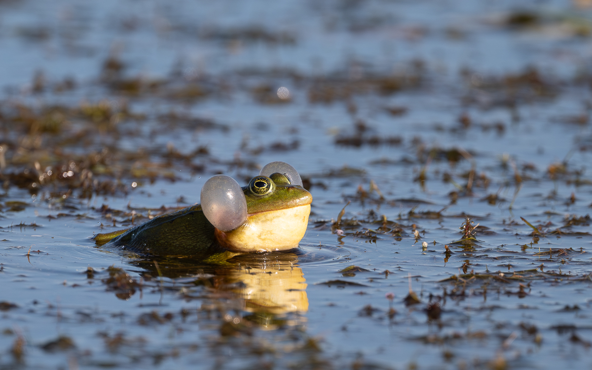FroschQuaken.jpg